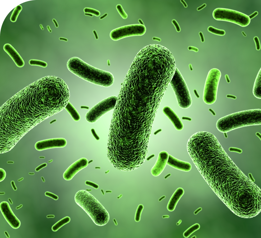Bacteria