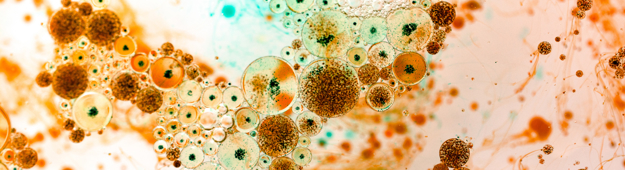 Microorganisms